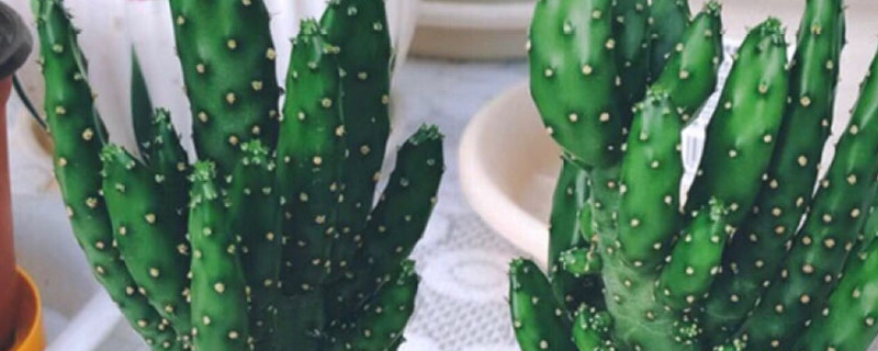 姬珊瑚开花吗