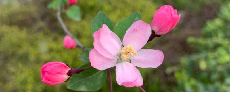 海棠花什么季节开花