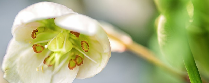 菟葵花如何养护