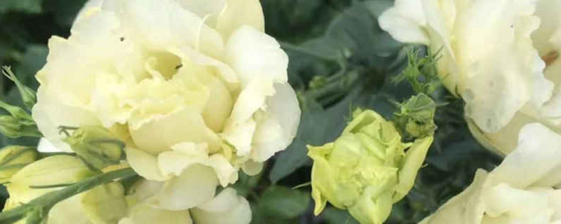 黄色洋桔梗花语是什么