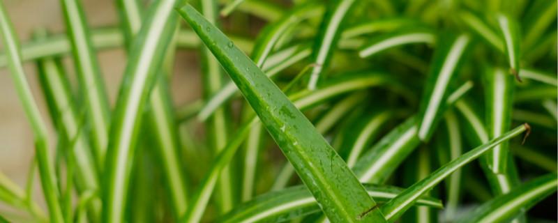 晚上释放氧气的室内植物有哪些