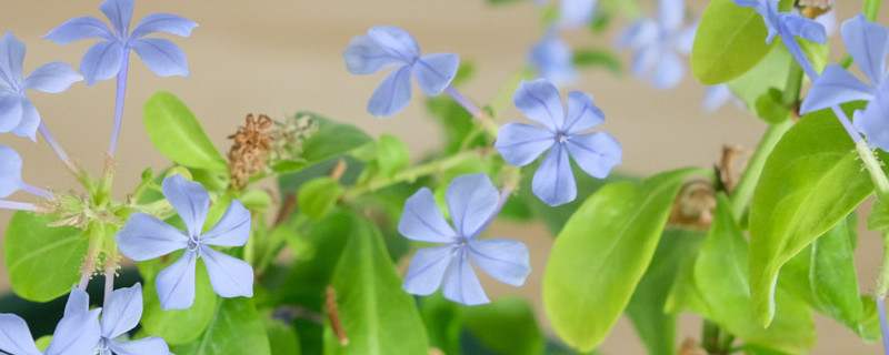 蓝色花卉有哪些 蓝色花卉有哪些
