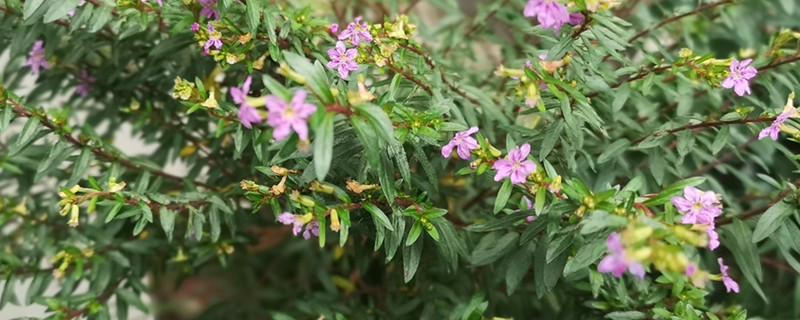 道歉的花有什么品种