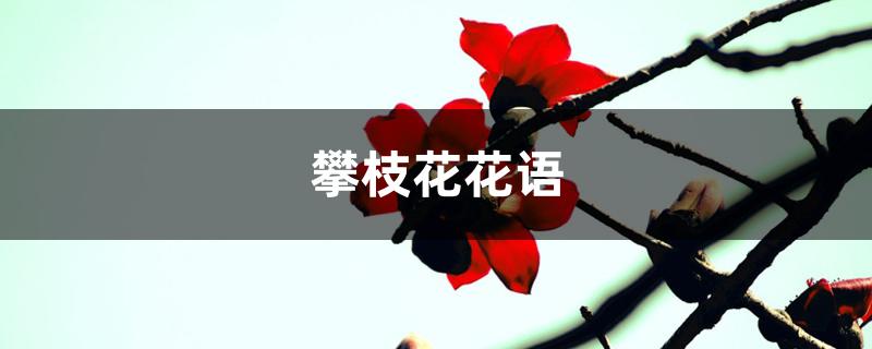 攀枝花花语