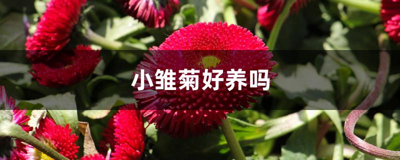 小雏菊好养吗