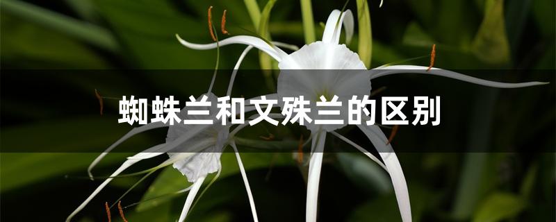 蜘蛛兰和文殊兰的区别