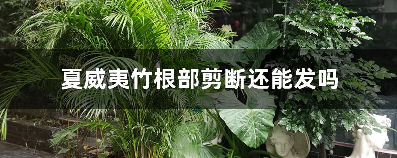 夏威夷竹根部剪断还能发吗