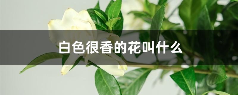 白色很香的花叫什么