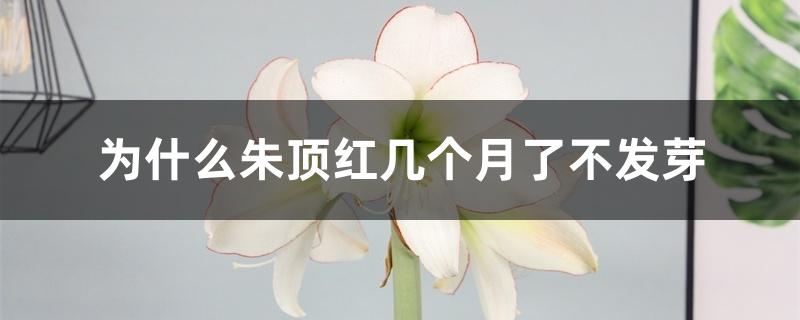 为什么朱顶红几个月了不发芽