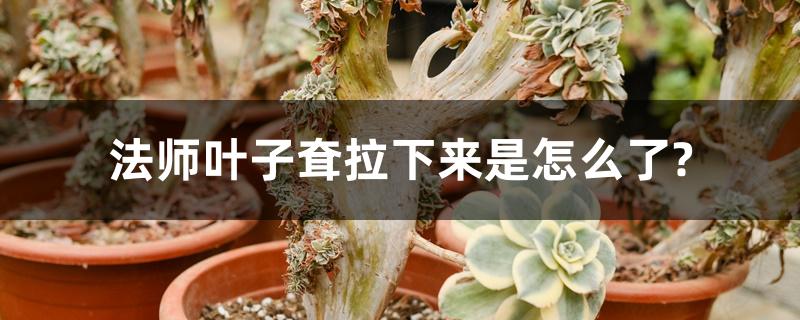 法师叶子耷拉下来是怎么了? 法师叶子耷拉下来是怎么了?