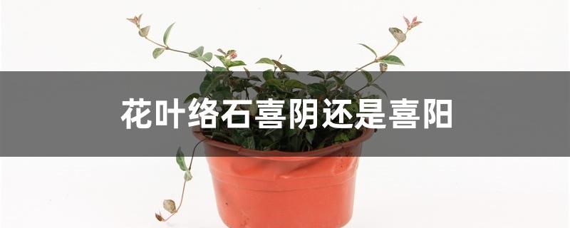 花叶络石喜阴还是喜阳