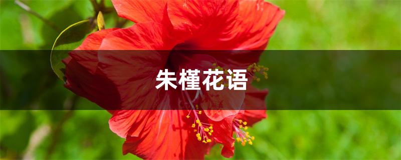 朱槿花语