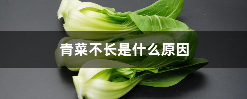 青菜不长是什么原因