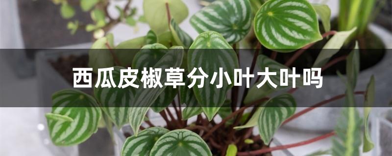 西瓜皮椒草分小叶大叶吗