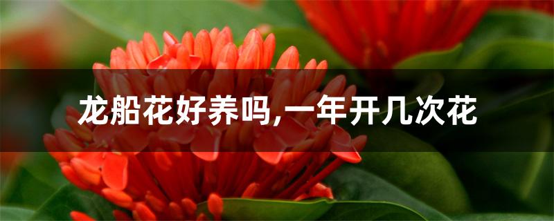 龙船花好养吗,一年开几次花 龙船花好养吗,一年开几次花