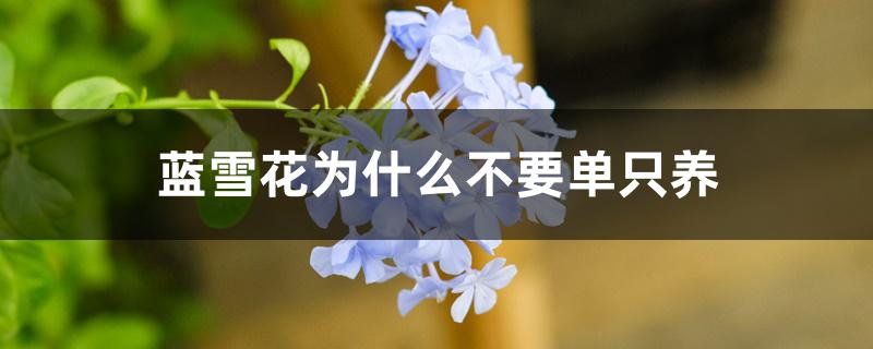 蓝雪花为什么不要单只养