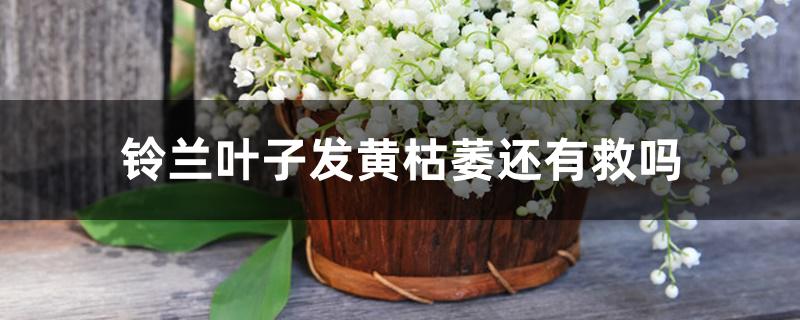 铃兰叶子发黄枯萎还有救吗