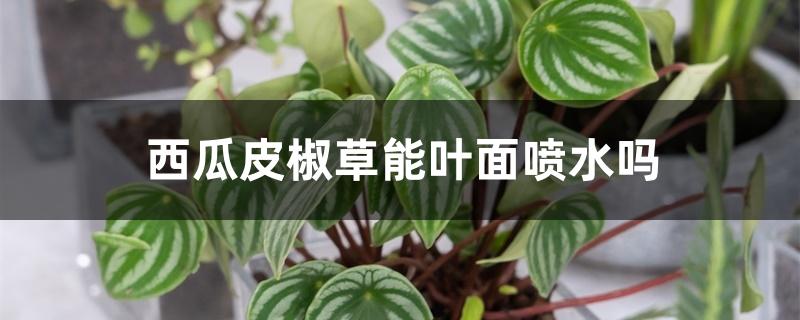 西瓜皮椒草能叶面喷水吗