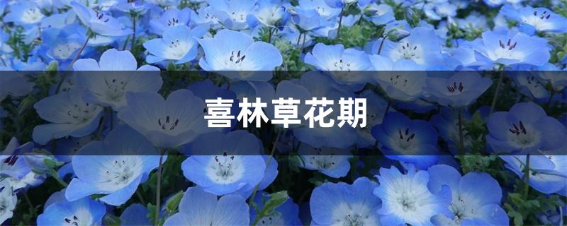 喜林草花期