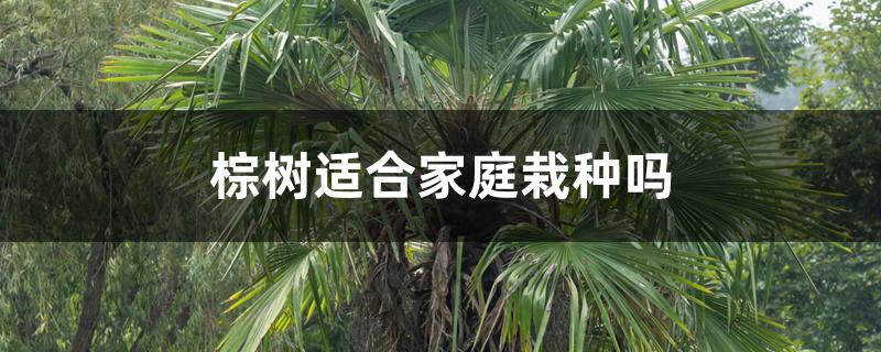 棕树适合家庭栽种吗