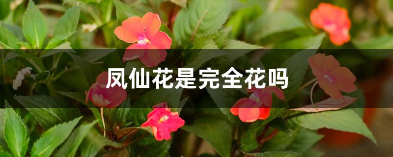 凤仙花是完全花吗