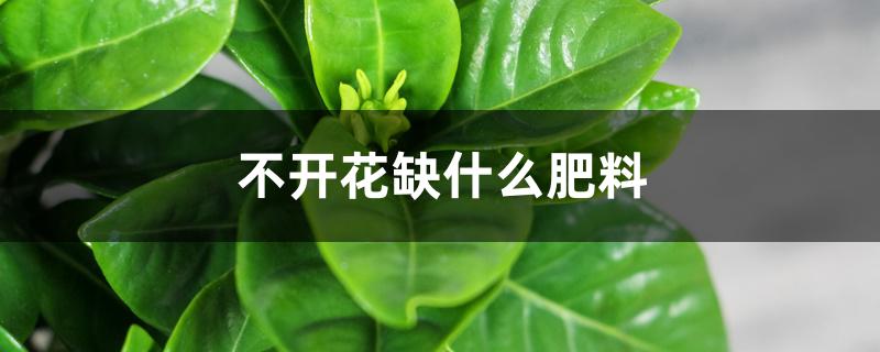 不开花缺什么肥料