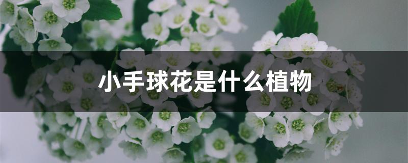 小手球花是什么植物