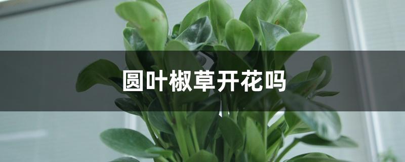 圆叶椒草开花吗