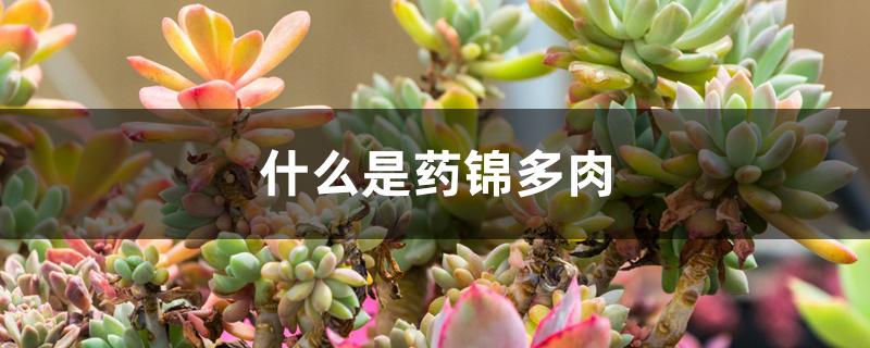 什么是药锦多肉