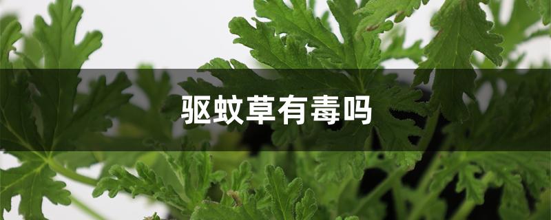 驱蚊草有毒吗