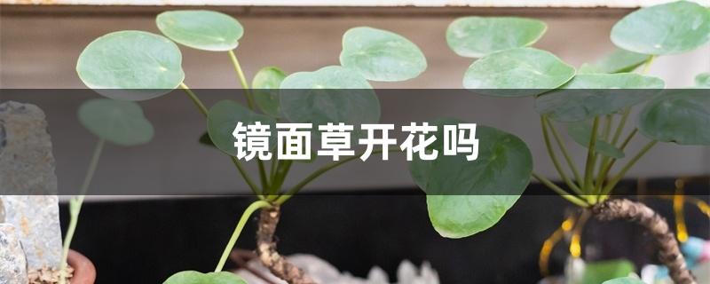 镜面草开花吗