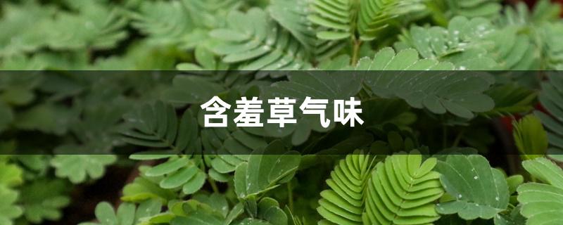 含羞草气味是什么