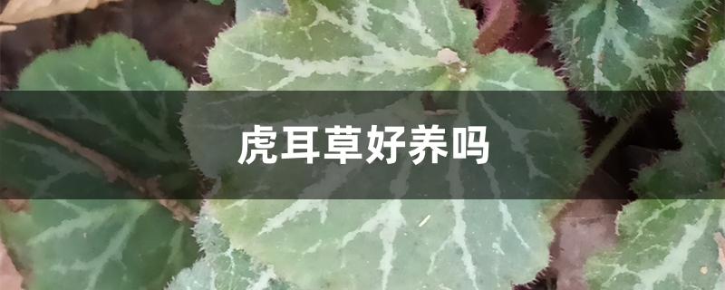 虎耳草好养吗