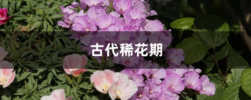 古代稀花期