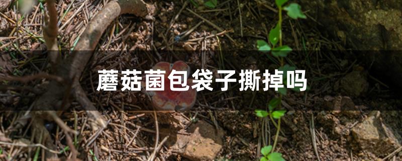 蘑菇菌包袋子撕掉吗