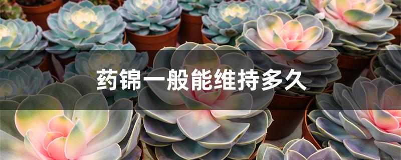 药锦一般能维持多久 药锦一般能维持多久
