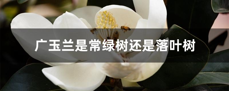 广玉兰是常绿树还是落叶树