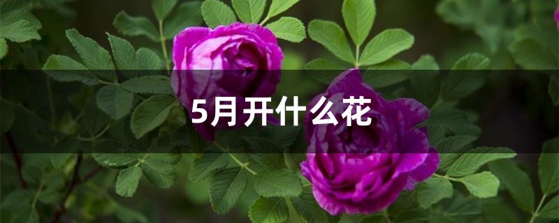 5月开什么花