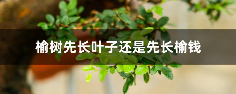 榆树先长叶子还是先长榆钱