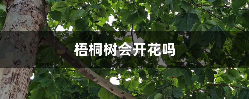 梧桐树会开花吗