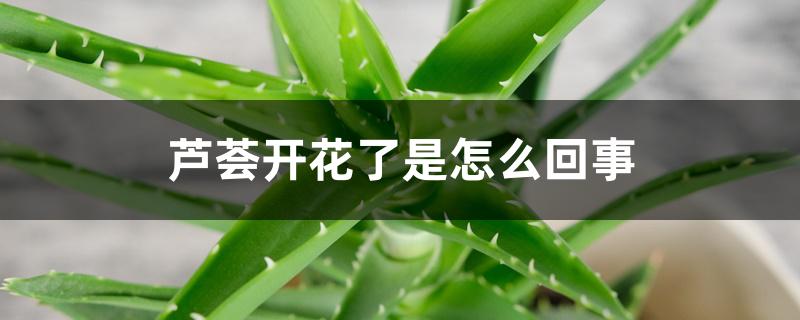 芦荟开花了是怎么回事