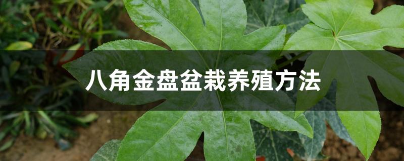 八角金盘盆栽养殖方法