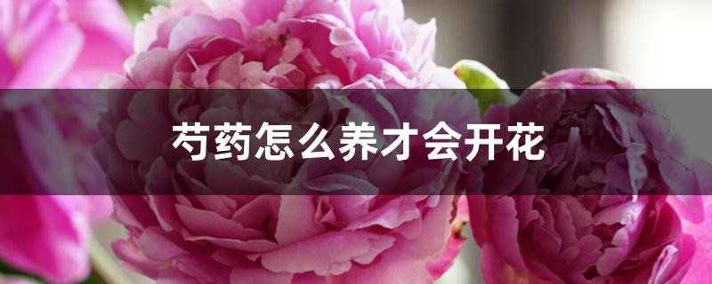 芍药怎么养才会开花