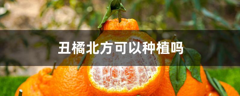 丑橘北方可以种植吗