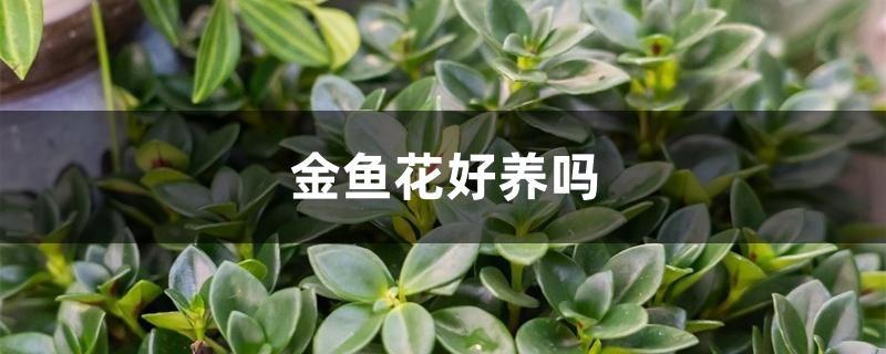 金鱼花好养吗