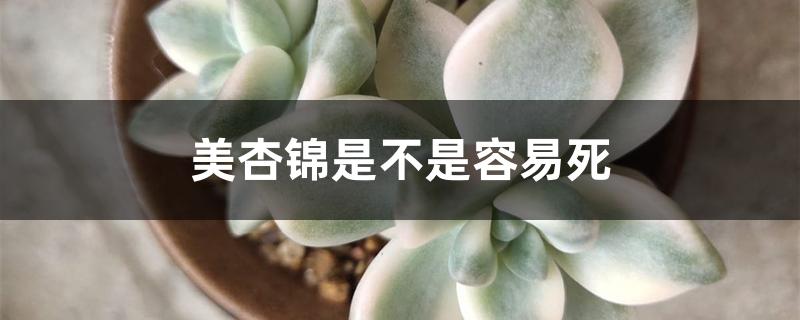 美杏锦是不是容易死