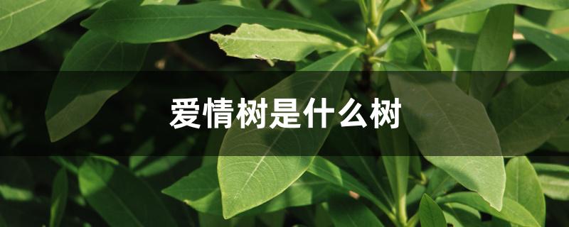 爱情树是什么树