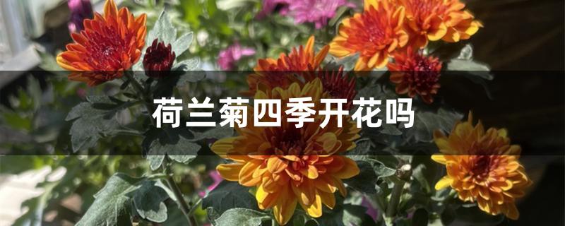 荷兰菊四季开花吗