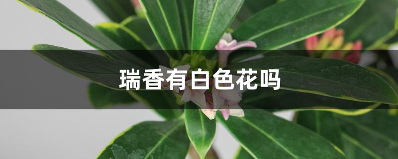 瑞香有白色花吗