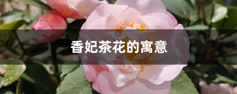 香妃茶花的寓意